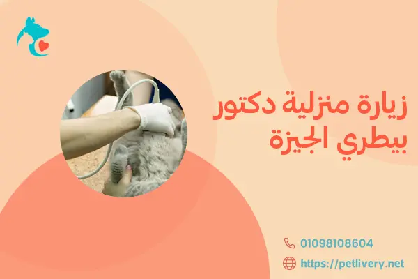 زيارة منزلية دكتور بيطري الجيزة
