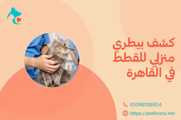 كشف بيطري منزلي للقطط في القاهرة