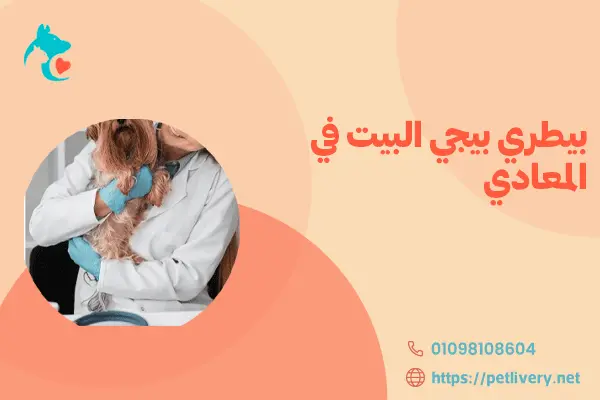 بيطري بيجي البيت في المعادي