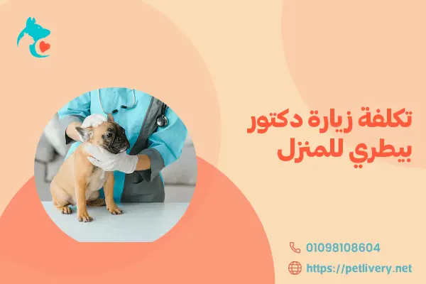 تكلفة زيارة دكتور بيطري للمنزل