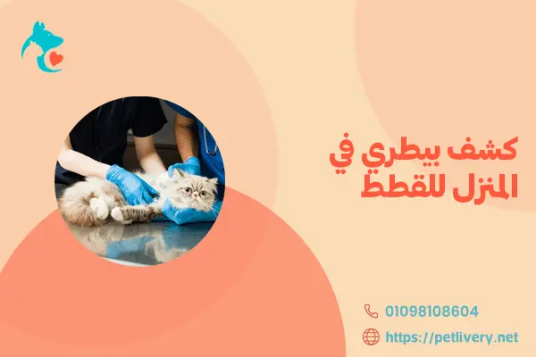 كشف بيطري في المنزل للقطط