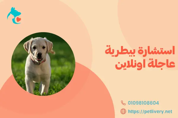 استشارة بيطرية عاجلة اونلاين
