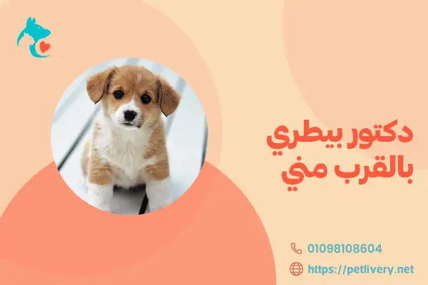 دكتور بيطري بالقرب مني