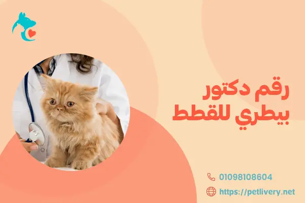 رقم دكتور بيطري للقطط