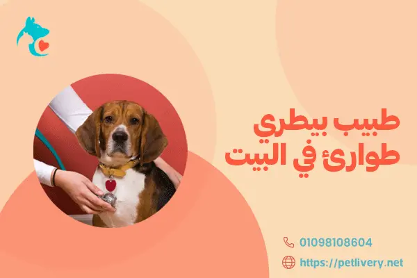 طبيب بيطري طوارئ في البيت