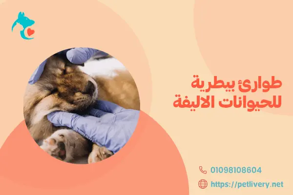 طوارئ بيطرية للحيوانات الاليفة