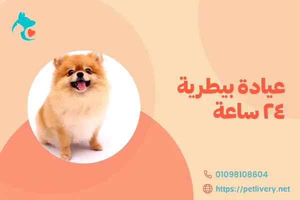عيادة بيطرية 24 ساعة مفتوح الان