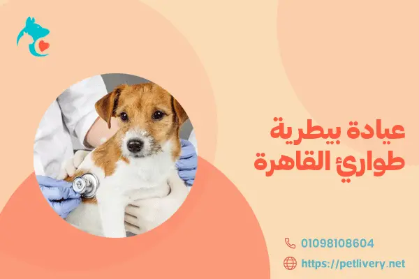 عيادة بيطرية طوارئ القاهرة