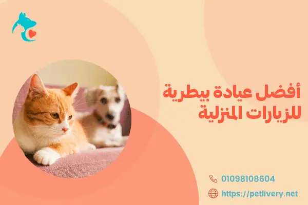 أفضل عيادة بيطرية للزيارات المنزلية