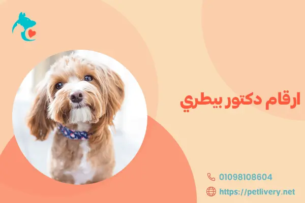 ارقام دكتور بيطري