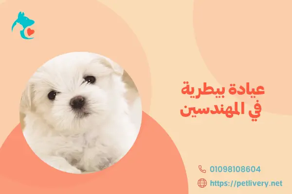 عيادة بيطرية في المهندسين