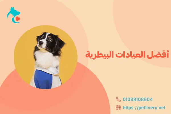 أفضل العيادات البيطرية