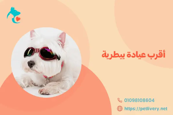 أقرب عيادة بيطرية