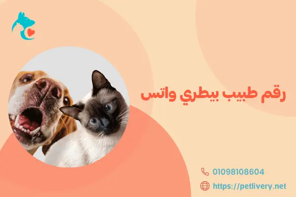 رقم طبيب بيطري واتس