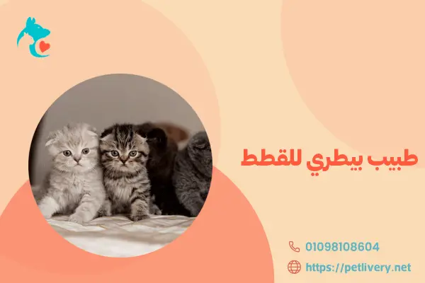 طبيب بيطري للقطط