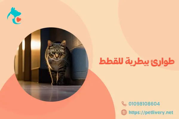 طوارئ بيطرية للقطط