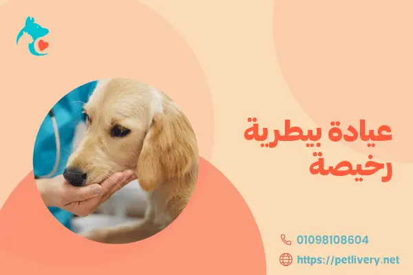 عيادة بيطرية رخيصة