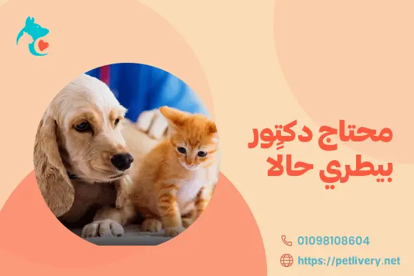 محتاج دكتور بيطري حالًا