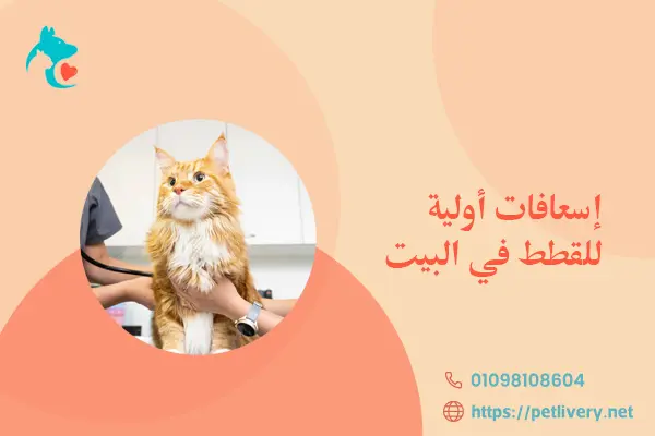 إسعافات أولية للقطط في البيت