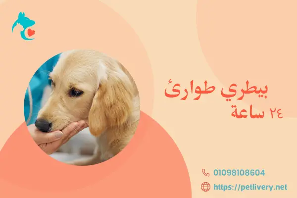 بيطري طوارئ 24 ساعة