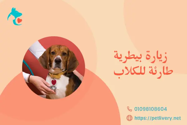 زيارة بيطرية طارئة للكلاب