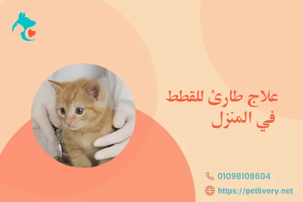 علاج طارئ للقطط في المنزل