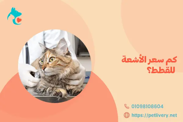 كم سعر الأشعة للقطط