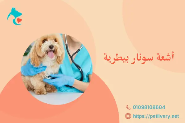 أشعة سونار بيطرية