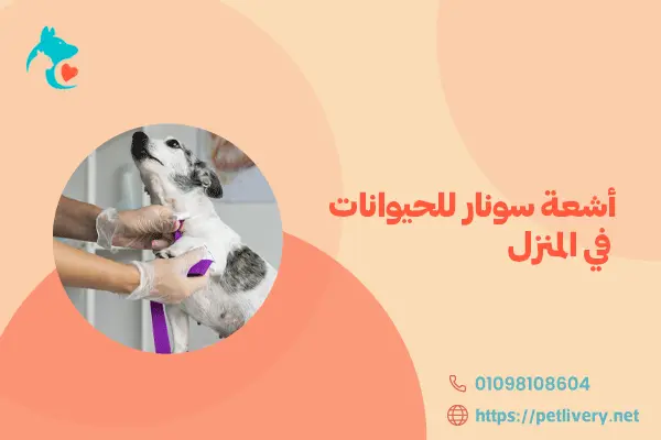 أشعة سونار للحيوانات في المنزل