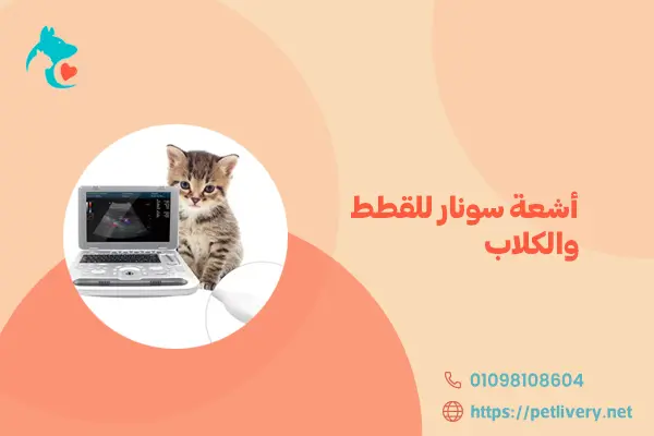 أشعة سونار للقطط والكلاب