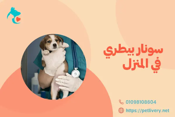سونار بيطري في المنزل