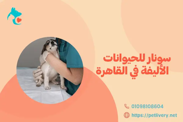 سونار للحيوانات الأليفة في القاهرة