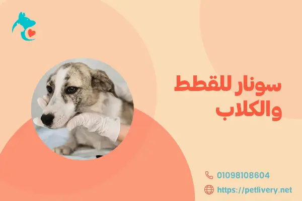 سونار للقطط والكلاب