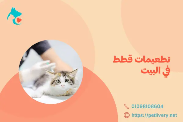 تطعيمات قطط في البيت