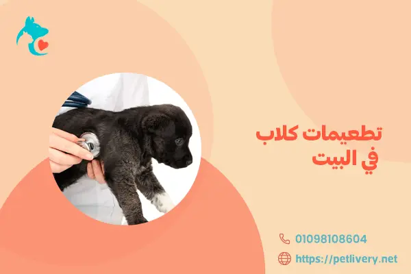 تطعيمات كلاب في البيت