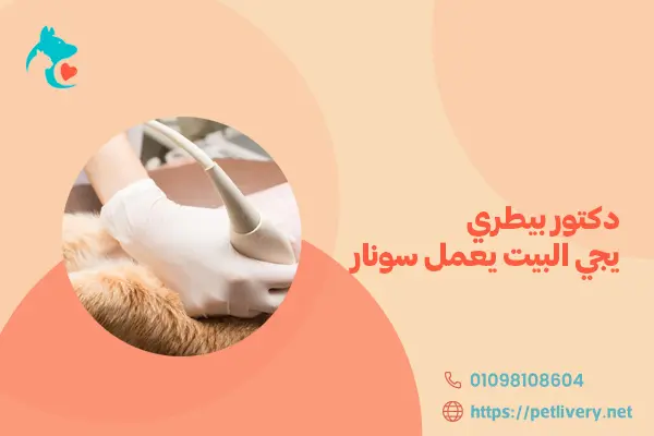دكتور بيطري يجي البيت يعمل سونار