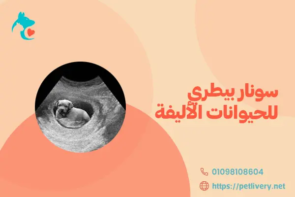 سونار بيطري للحيوانات الأليفة