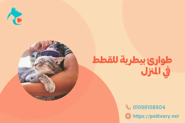 طوارئ بيطرية للقطط في المنزل