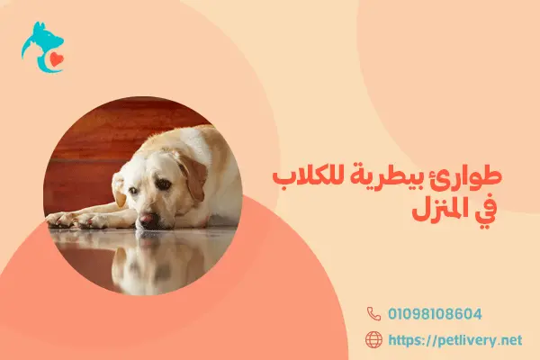 طوارئ بيطرية للكلاب في المنزل