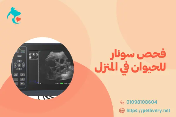 فحص سونار للحيوان في المنزل