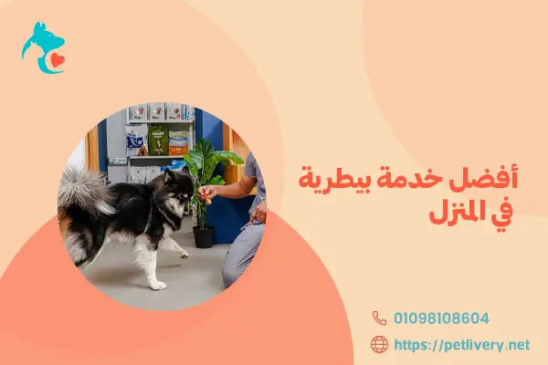 أفضل خدمة بيطرية في المنزل