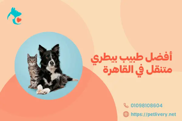 أفضل طبيب بيطري متنقل في القاهرة