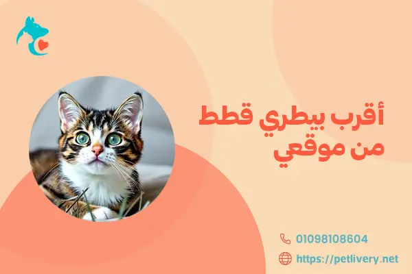 أقرب بيطري قطط من موقعي