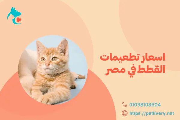 اسعار تطعيمات القطط في مصر