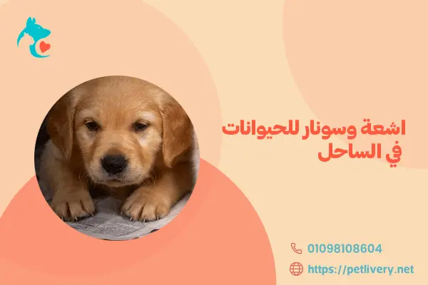 اشعة وسونار للحيوانات في الساحل