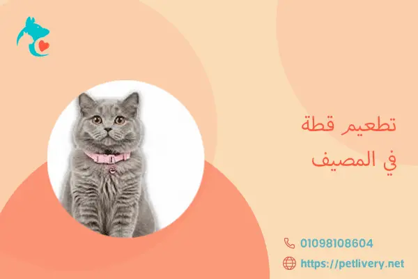 تطعيم قطة في المصيف