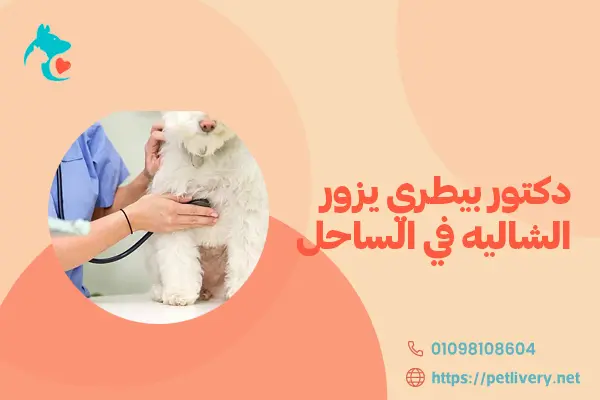 دكتور بيطري يزور الشاليه في الساحل