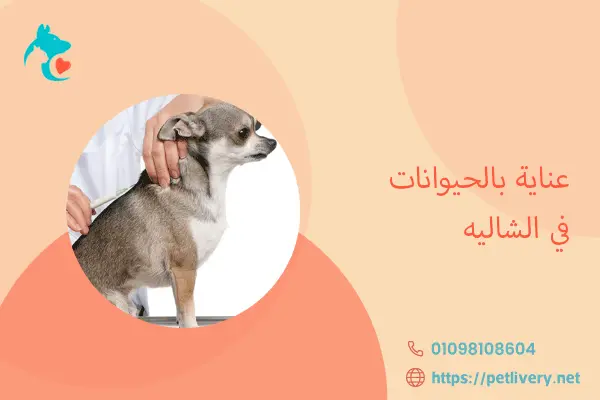 عناية بالحيوانات في الشاليه