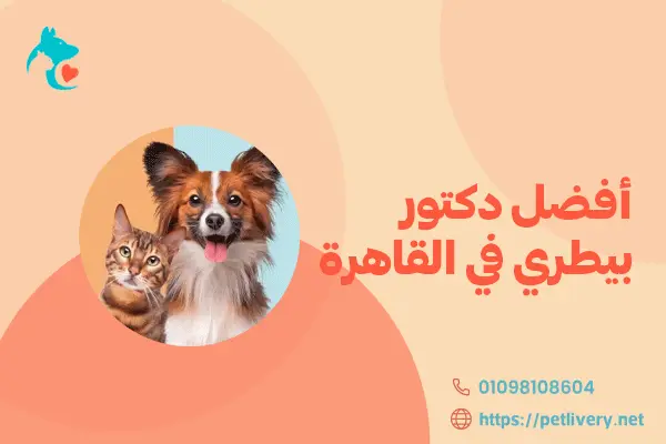 أفضل دكتور بيطري في القاهرة 