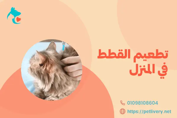 تطعيم القطط في المنزل